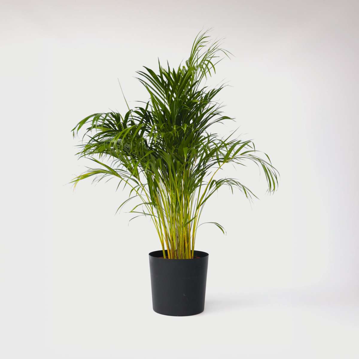 Dypsis Lutescens - Xxl Areca