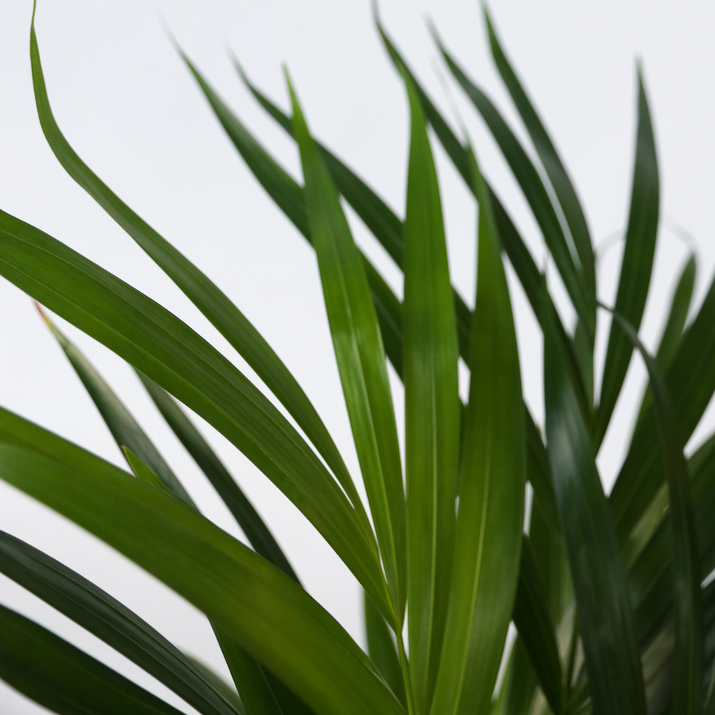 Dypsis Lutescens - Xxl Areca