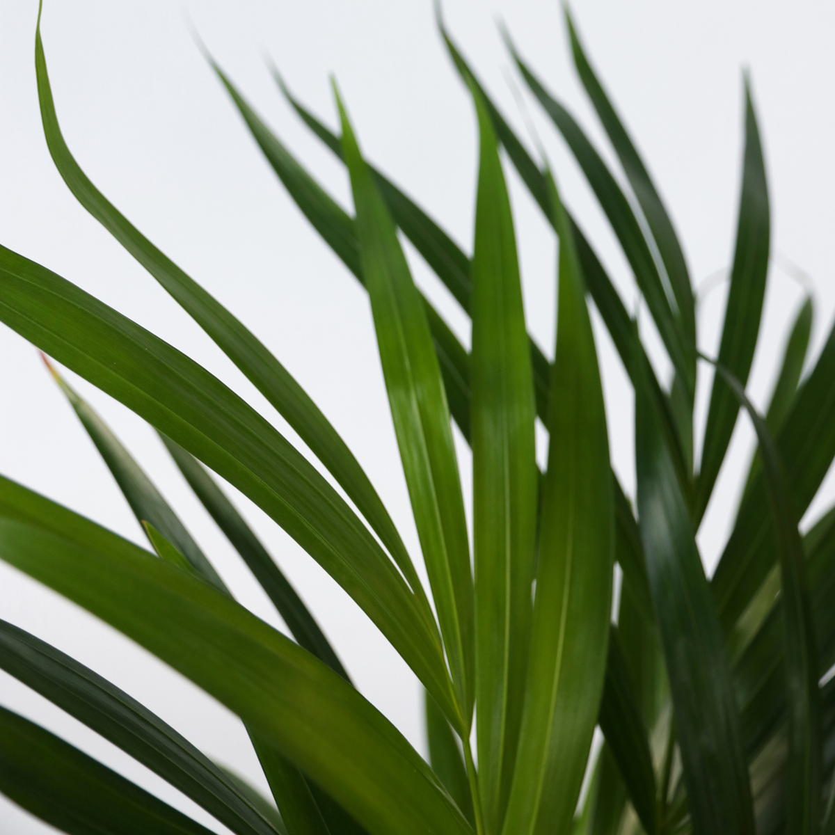 Dypsis Lutescens - Xxl Areca