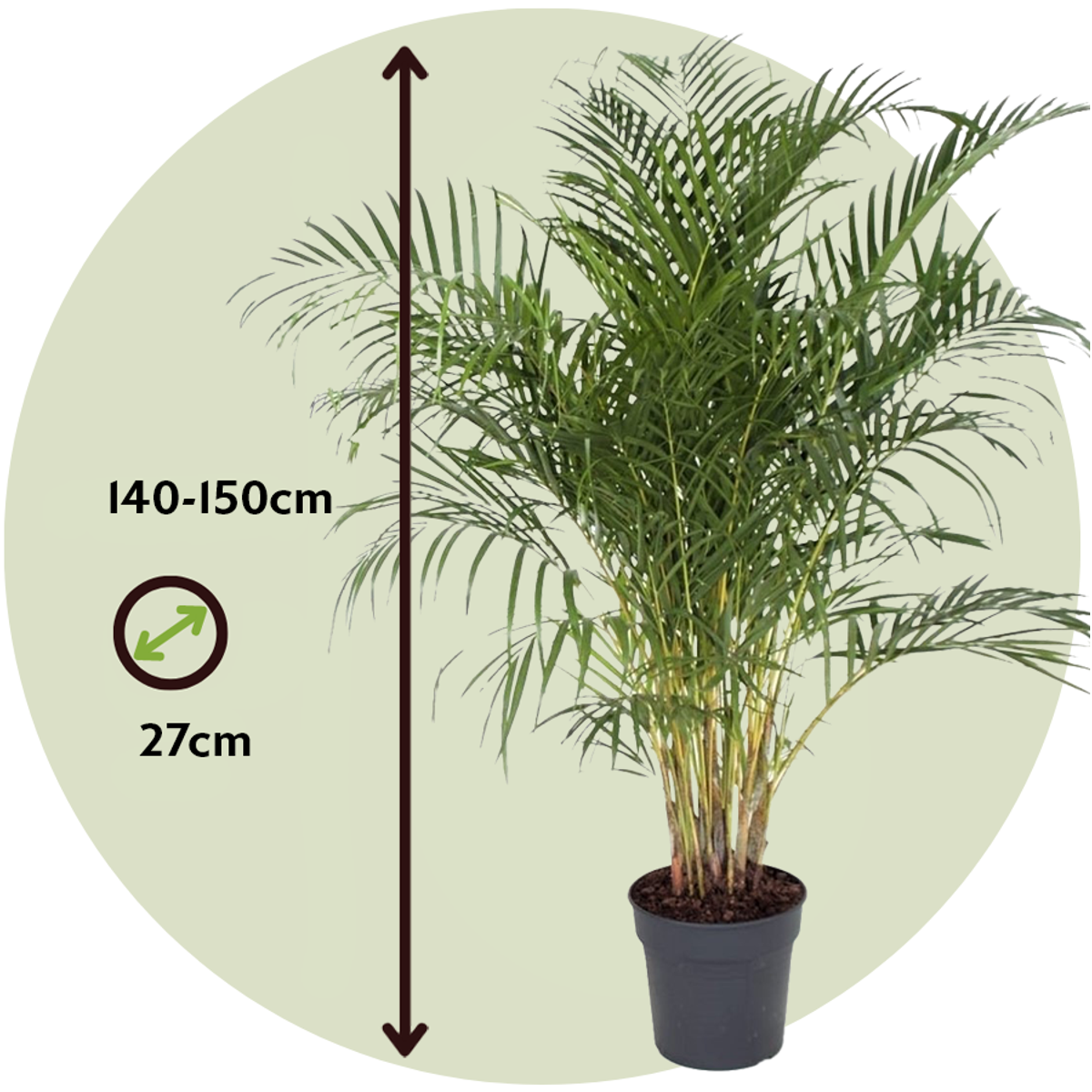 Dypsis Lutescens - Xxl Areca