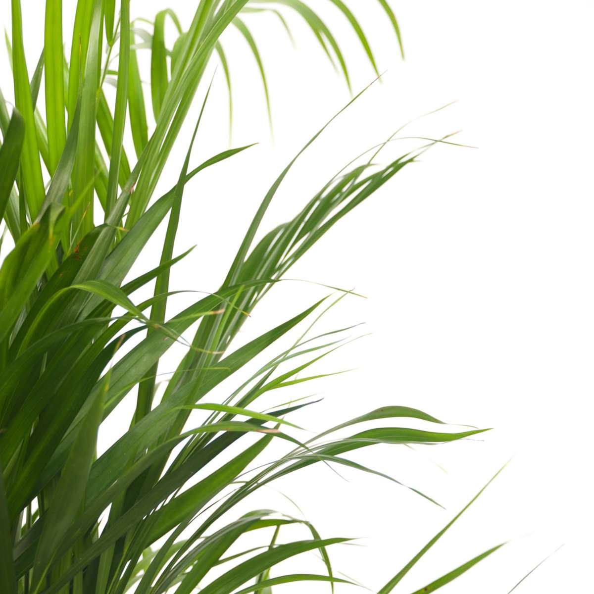 Dypsis Lutescens - Xxl Areca