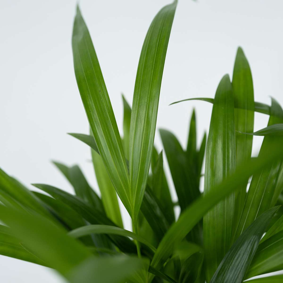 Dypsis Lutescens - Xxl Areca