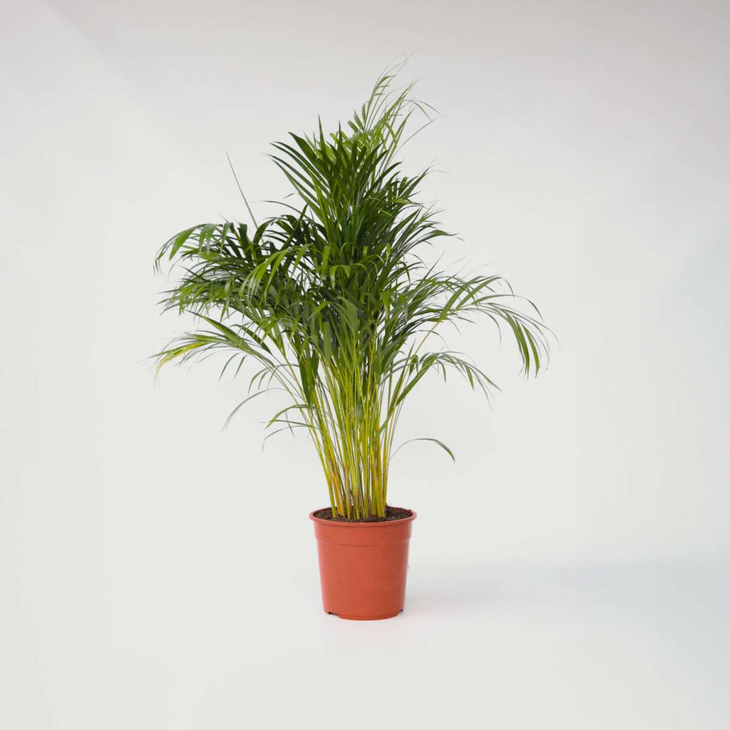 Dypsis Lutescens - Xxl Areca