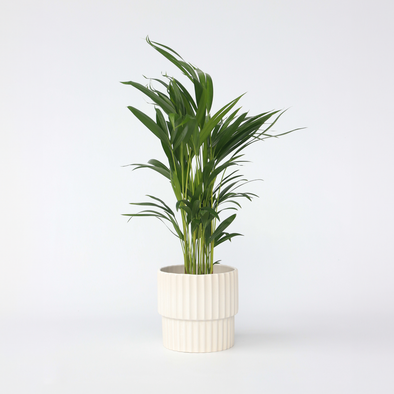 Dypsis Lutescens - Areca - Goudpalm