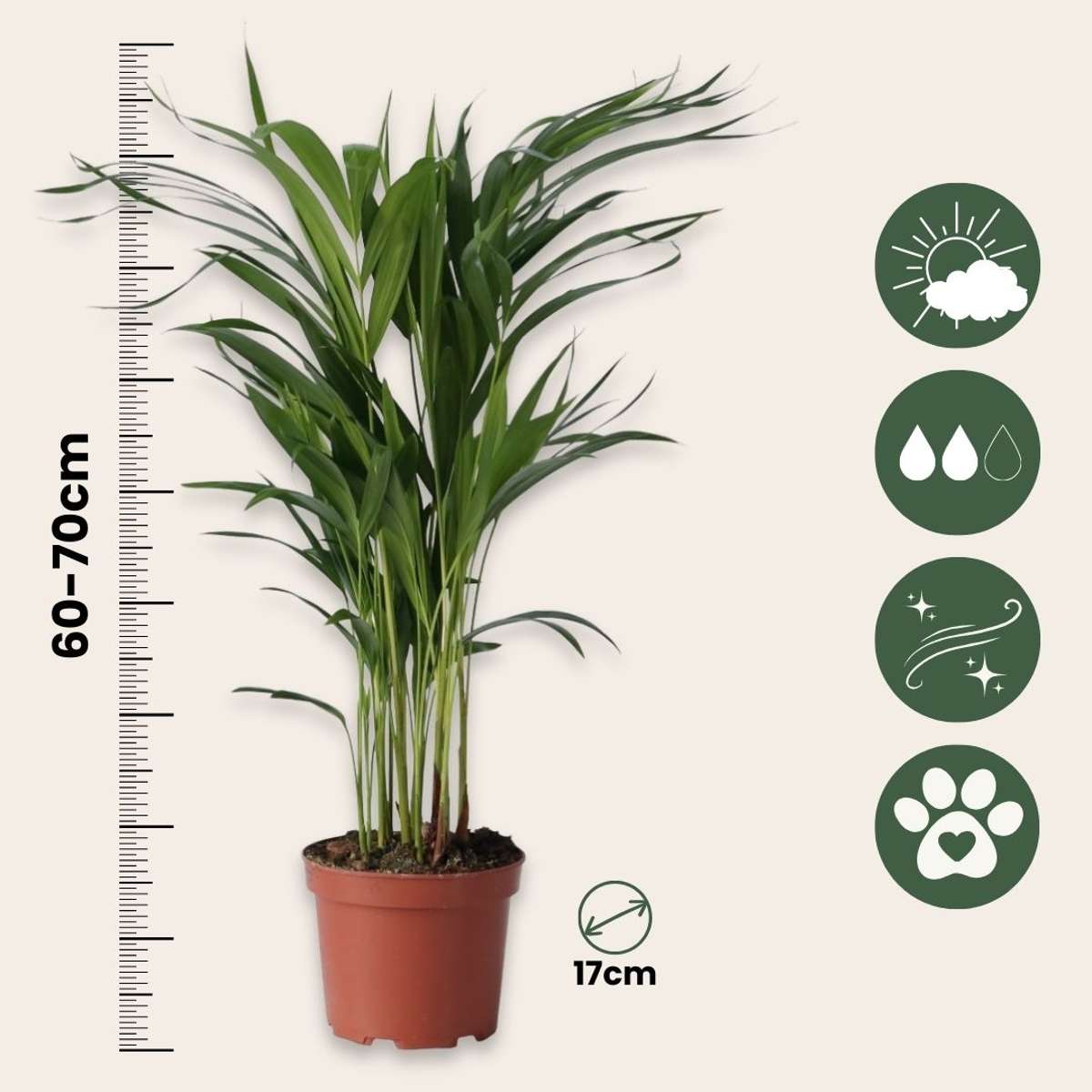 Dypsis Lutescens - Areca - Goudpalm