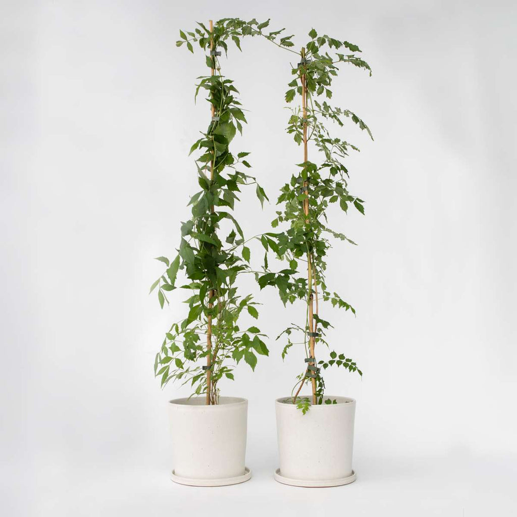 Campsis 'Flava' Xl - Set Van 2