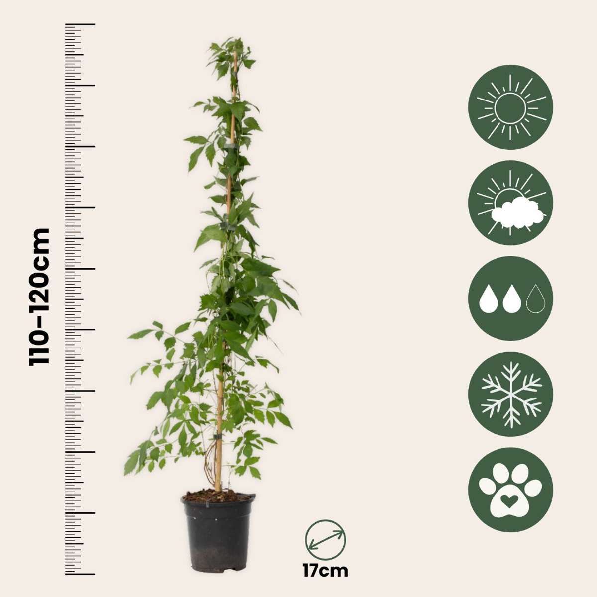 Campsis 'Flava' Xl - Set Van 2