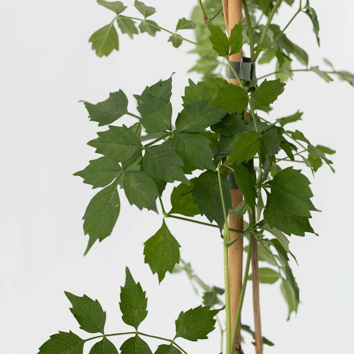Campsis 'Flava' Xl - Set Van 2