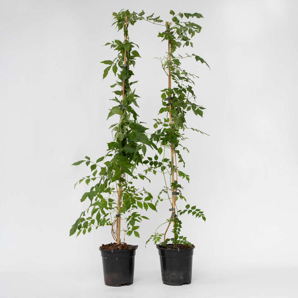 Campsis 'Flava' Xl - Set Van 2
