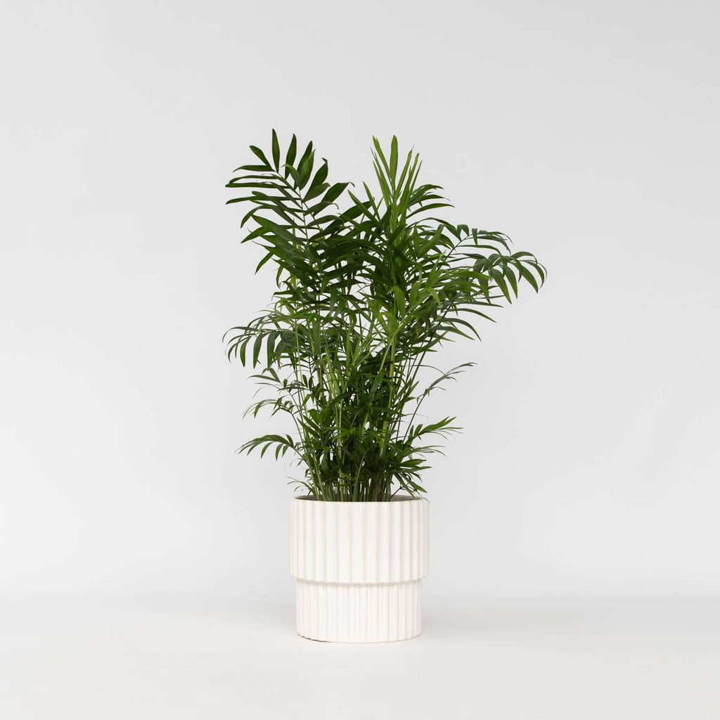 Mexicaanse Dwergpalm - Tuinpalm
