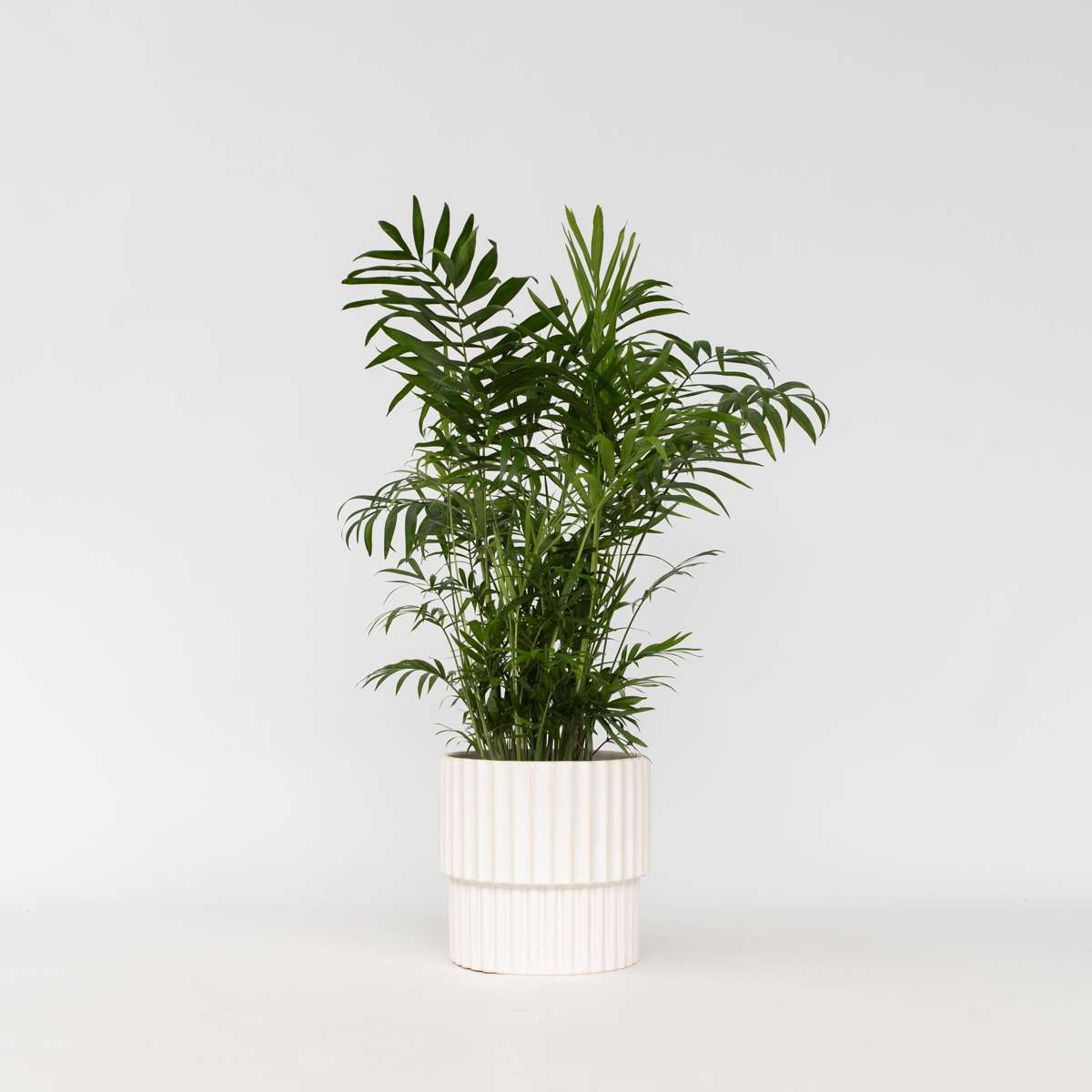 Mexicaanse Dwergpalm - Tuinpalm