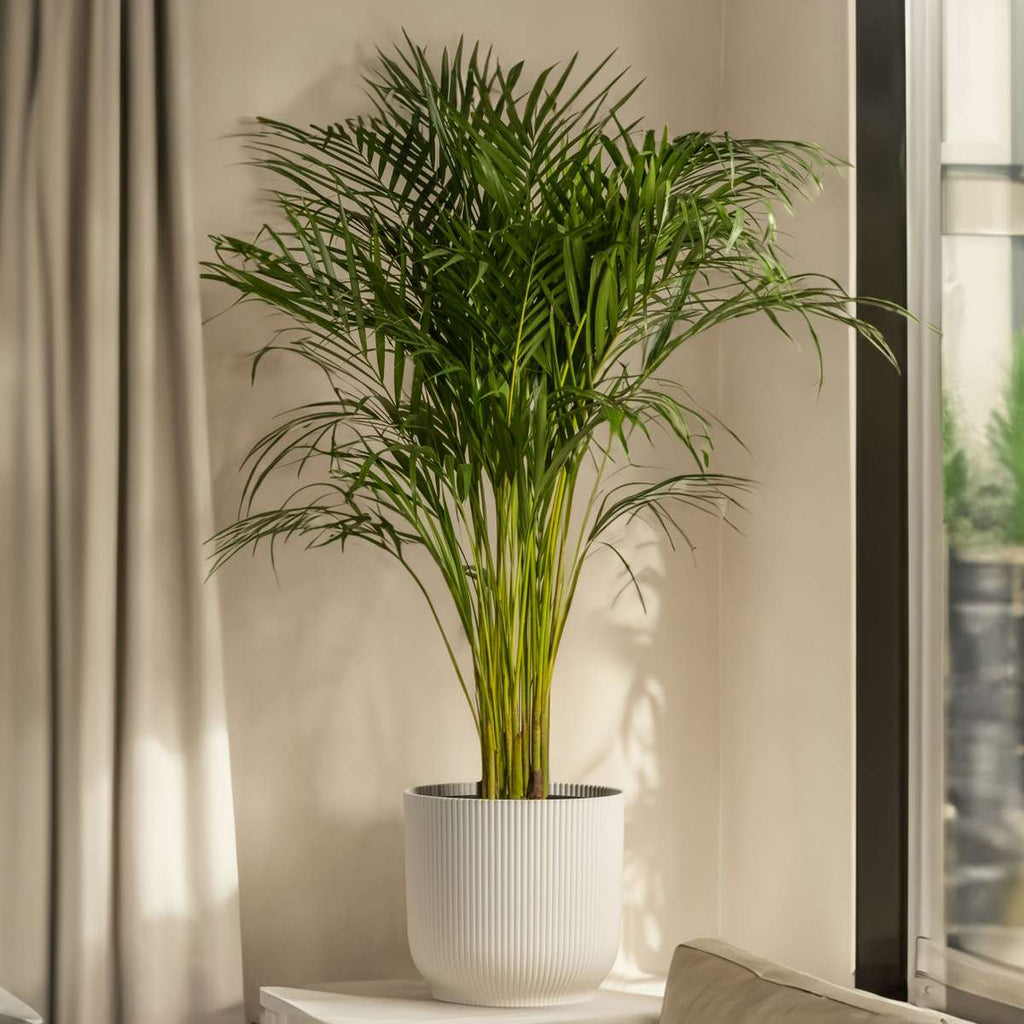 Mexicaanse Dwergpalm - Tuinpalm