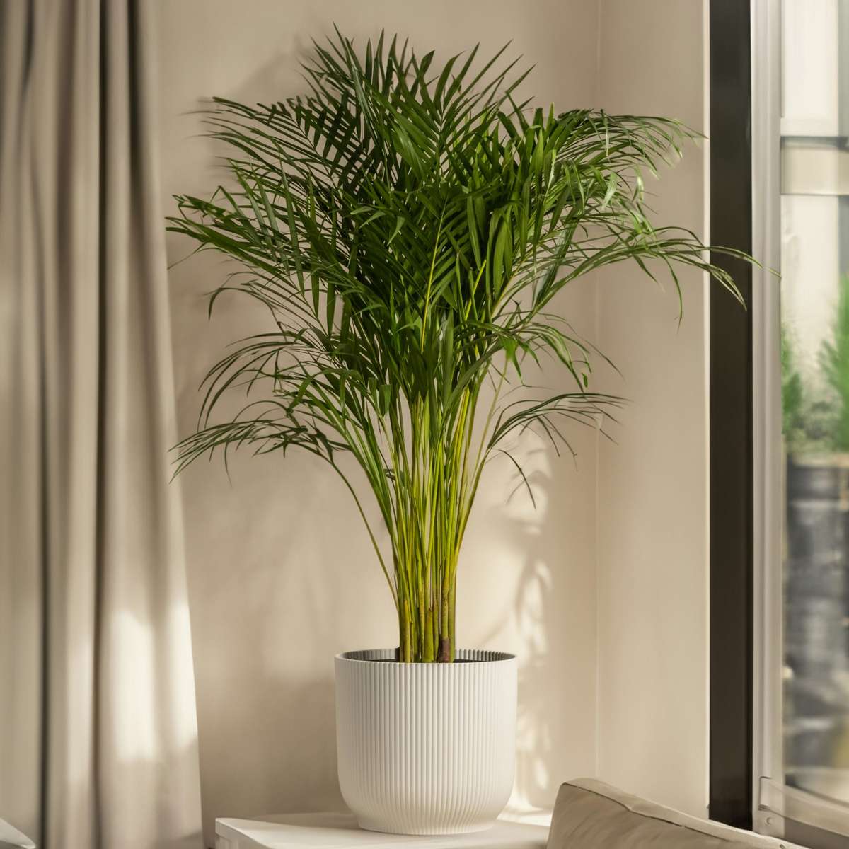 Mexicaanse Dwergpalm - Tuinpalm
