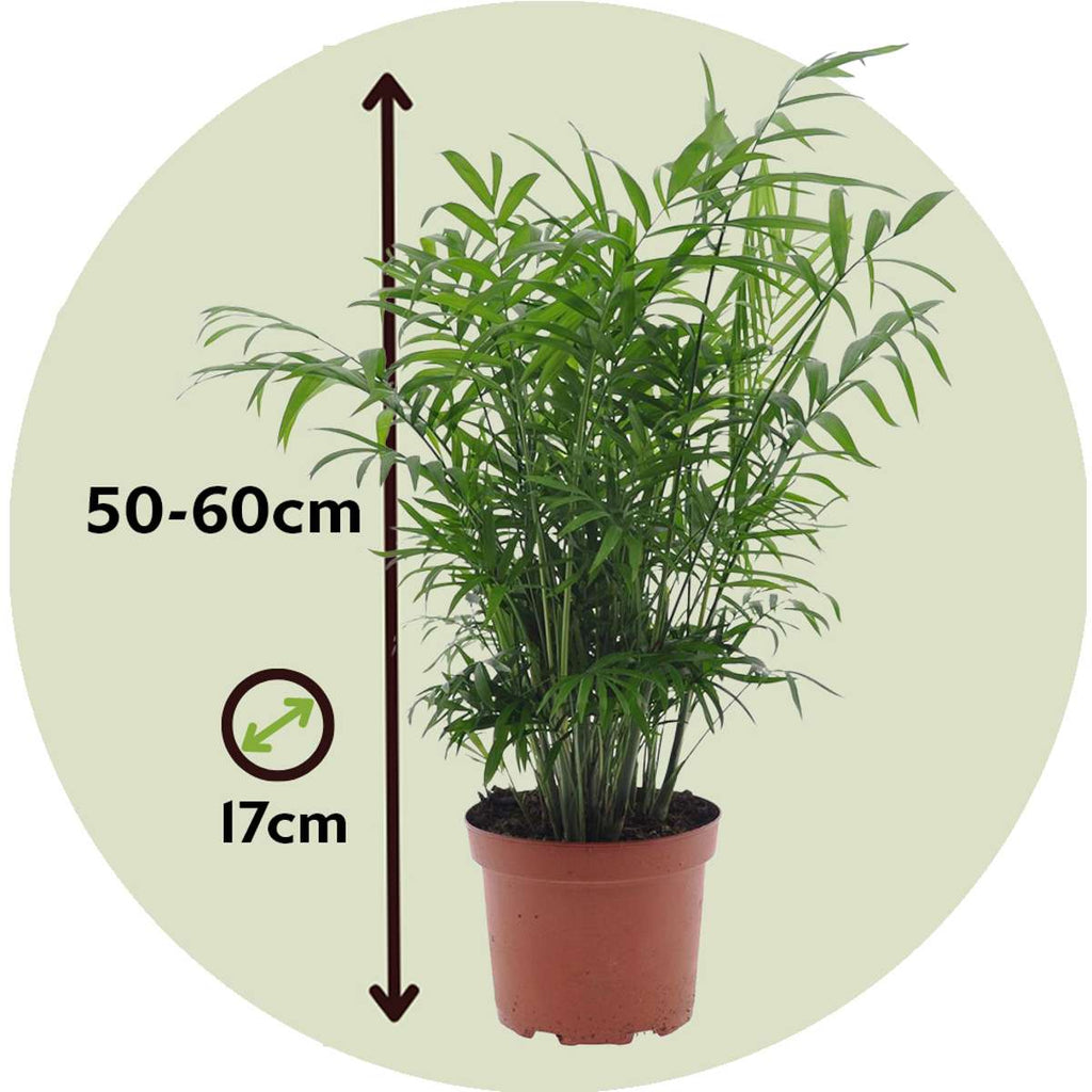 Mexicaanse Dwergpalm - Tuinpalm