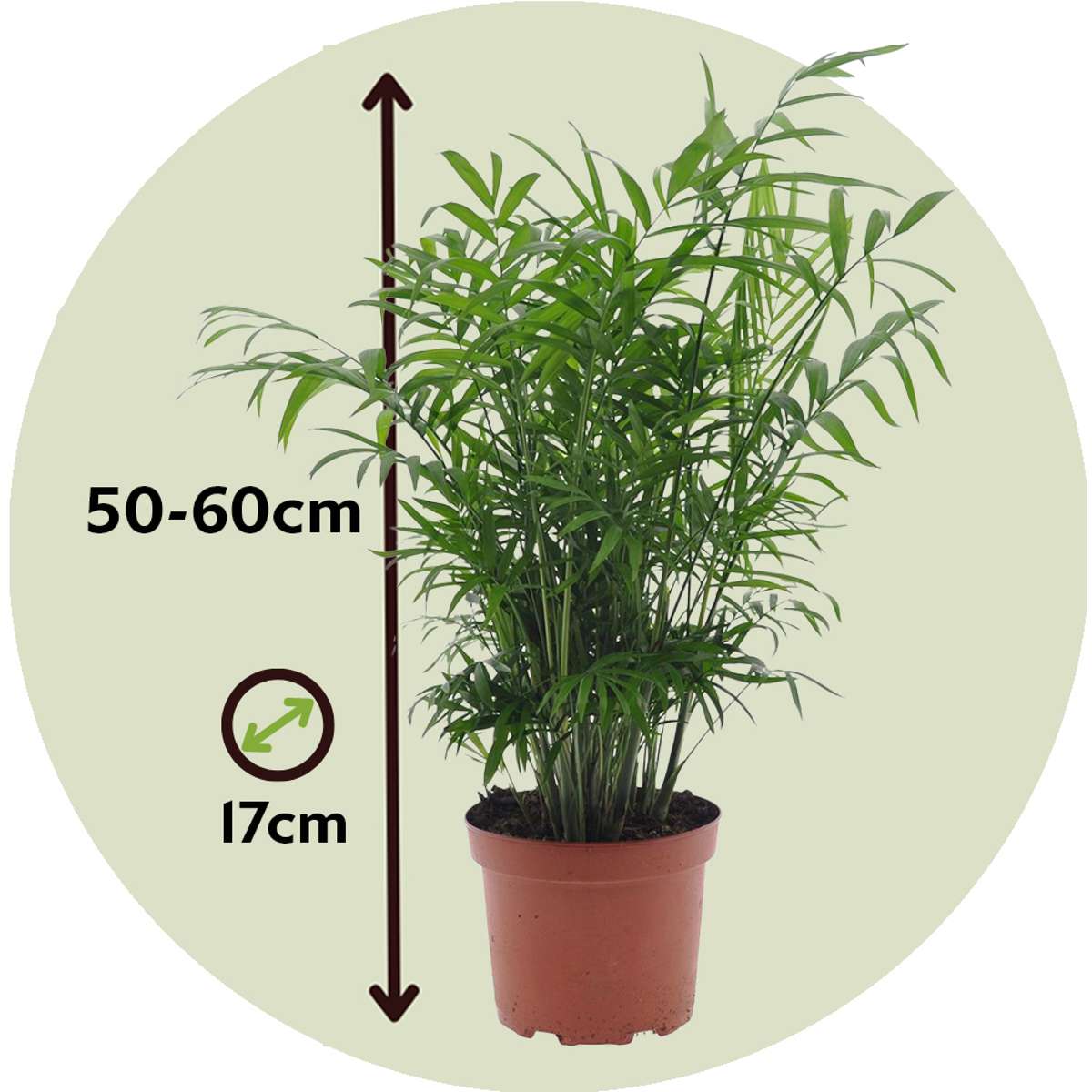 Mexicaanse Dwergpalm - Tuinpalm