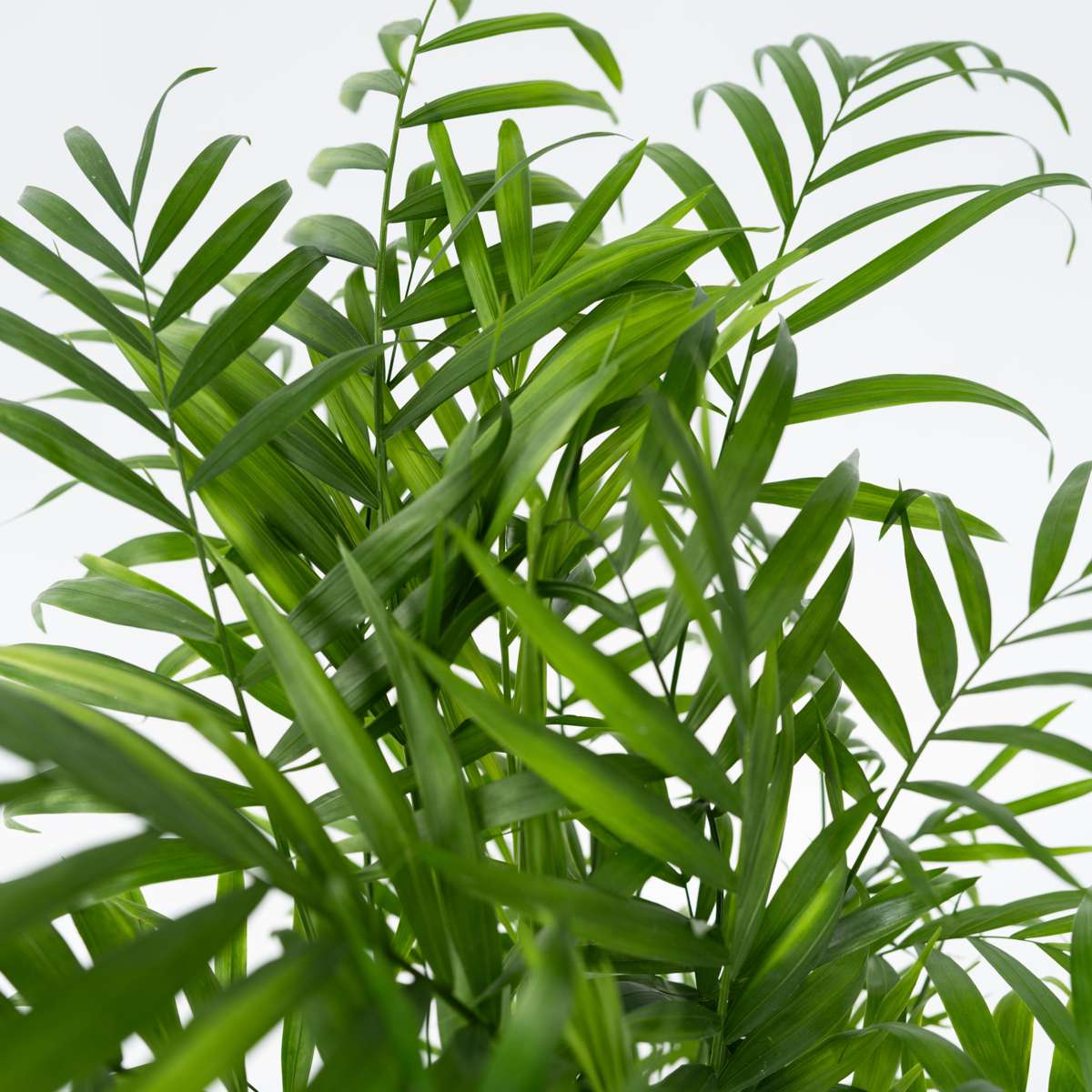 Mexicaanse Dwergpalm - Tuinpalm