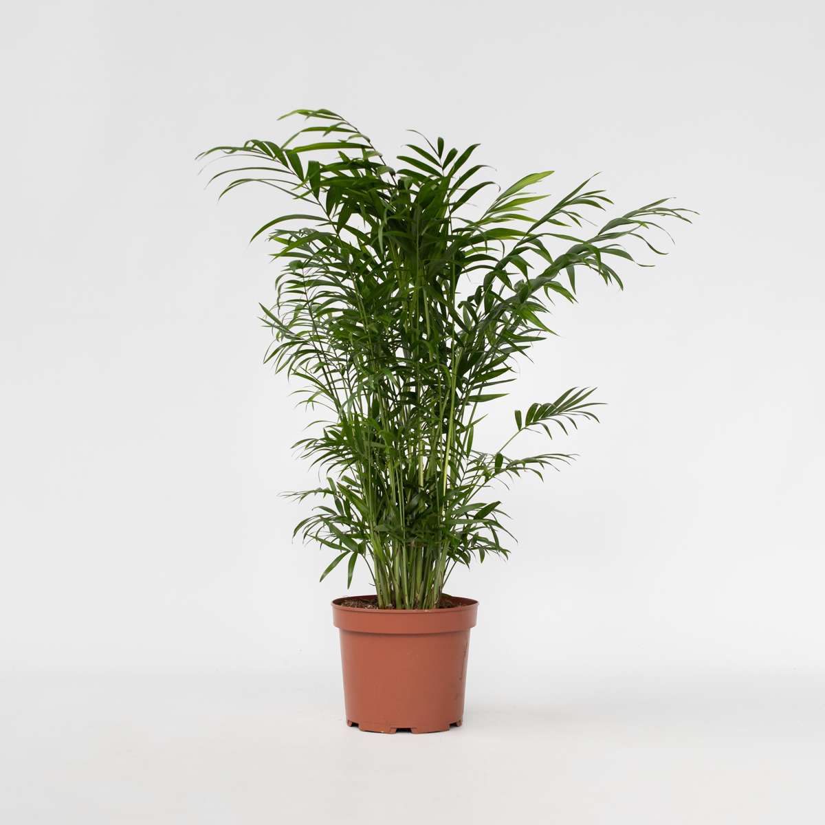Mexicaanse Dwergpalm - Tuinpalm
