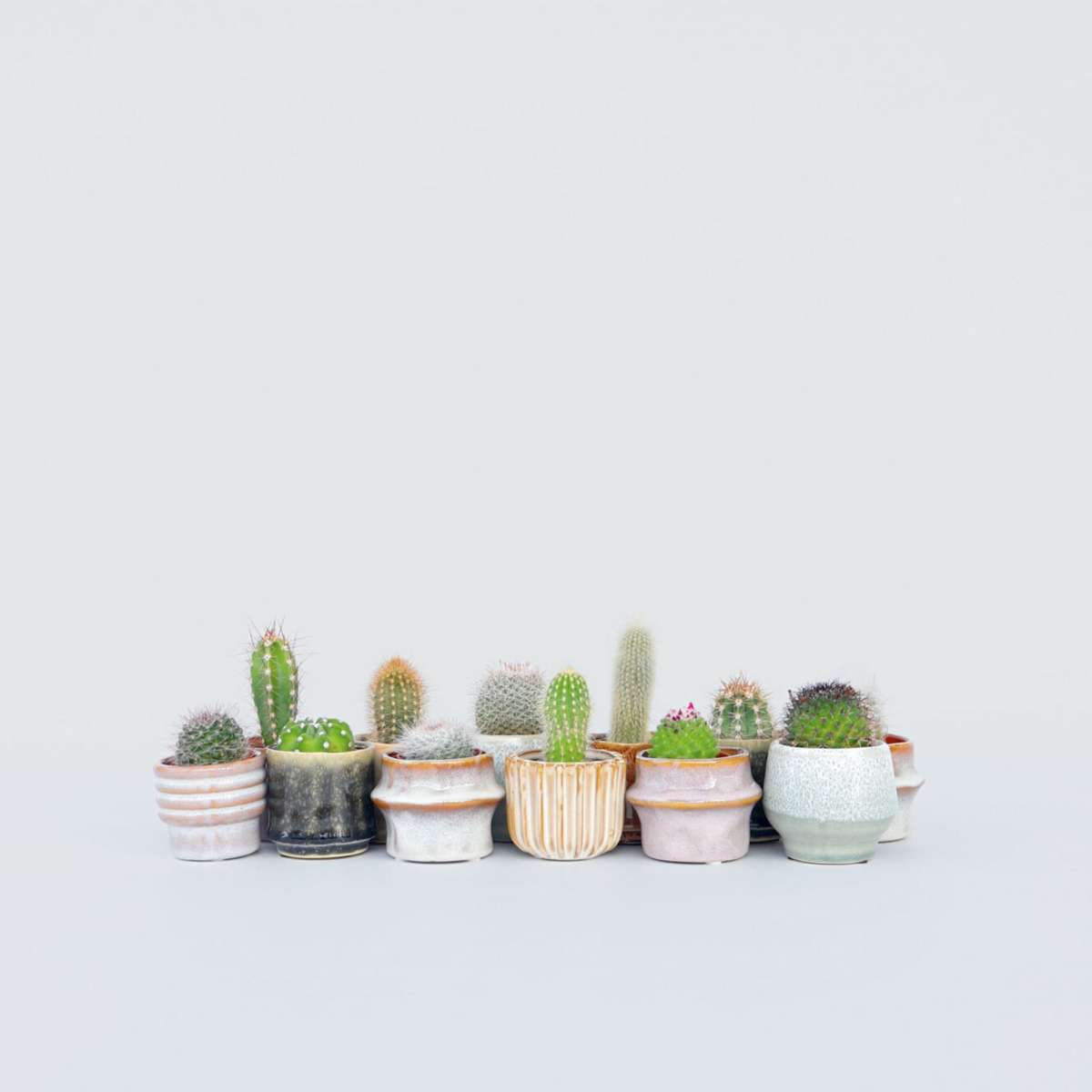 Mini-Cactussen - Mix Van 12 Stuks