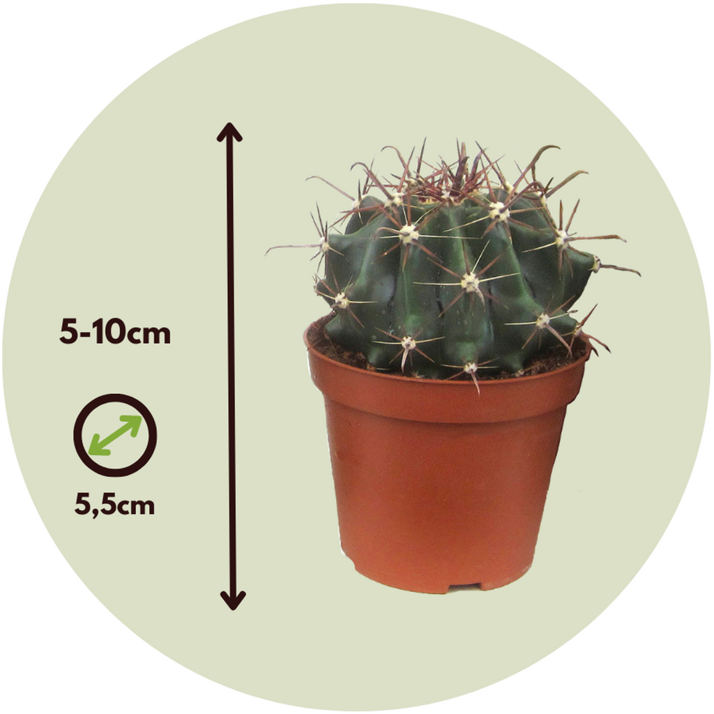 Mini-Cactussen - Mix Van 12 Stuks