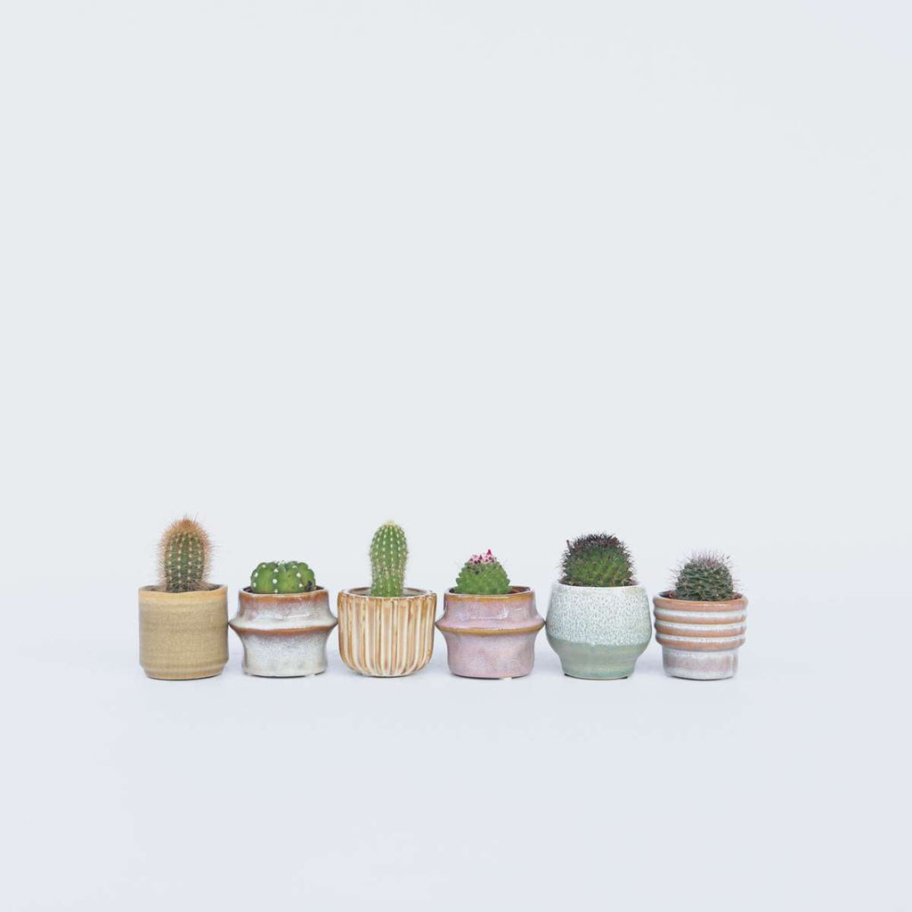 Mini-Cactussen - Mix Van 6 Stuks