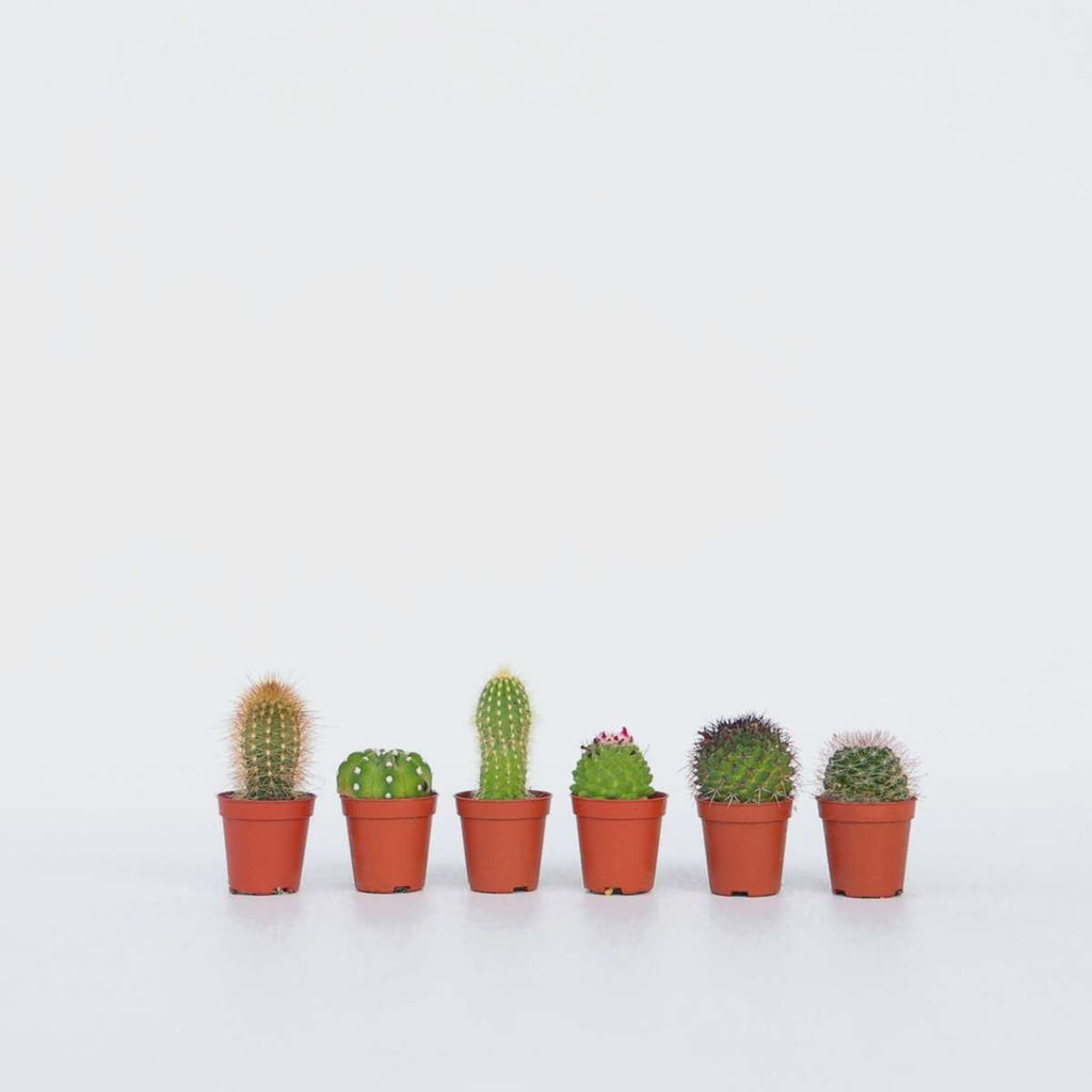 Mini-Cactussen - Mix Van 6 Stuks