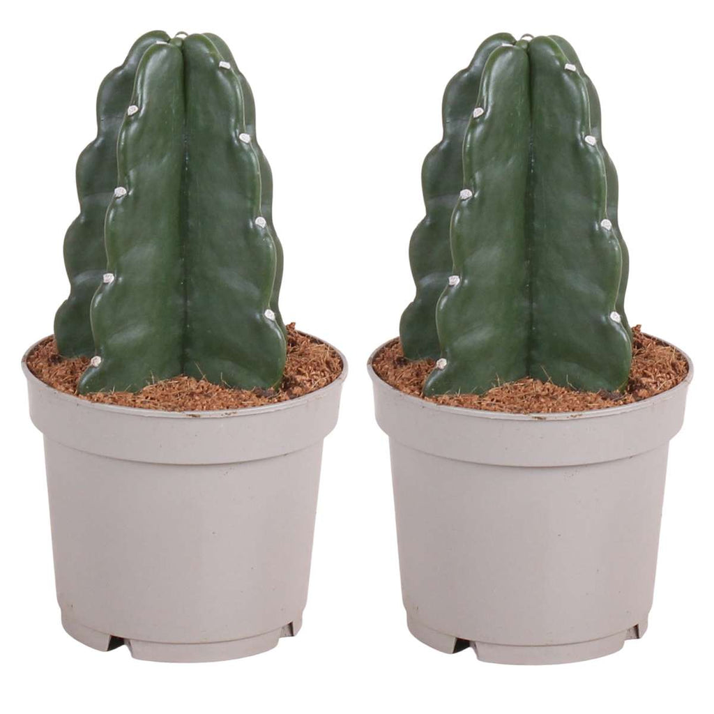 Cereus Jamacaru - Cactus 'Cuddly' - Set Van 2