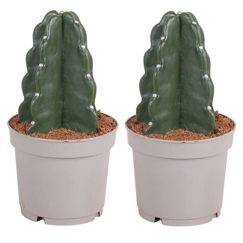Cereus Jamacaru - Cactus 'Cuddly' - Set Van 2