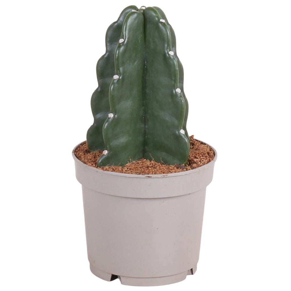 Cereus Jamacaru - Cactus 'Cuddly'