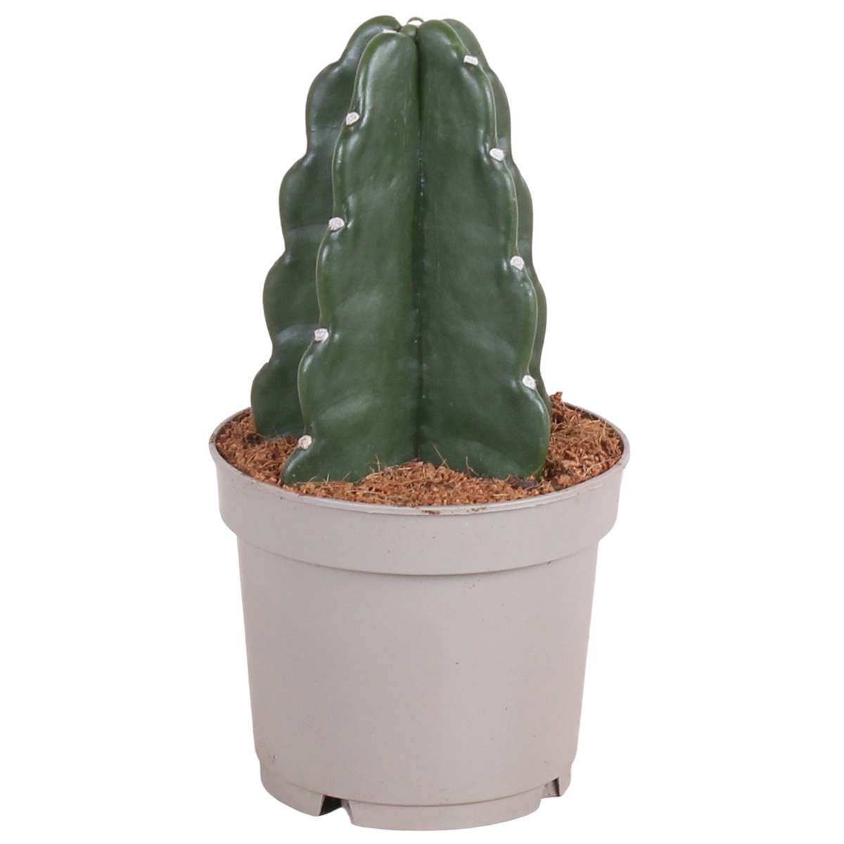 Cereus Jamacaru - Cactus 'Cuddly'