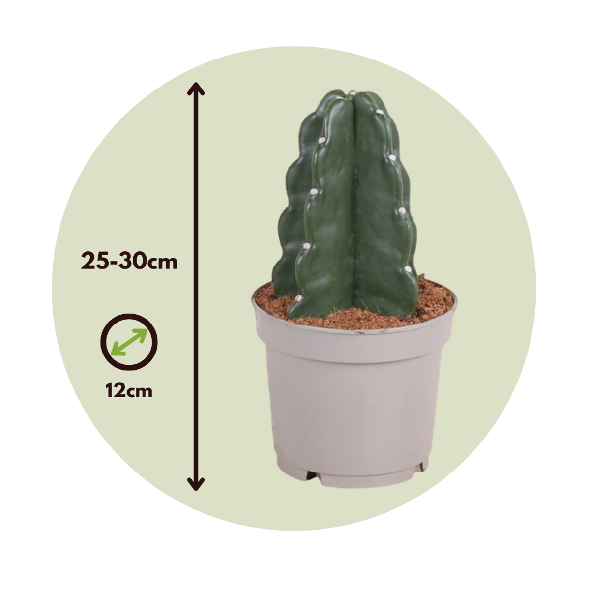 Cereus Jamacaru - Cactus 'Cuddly'