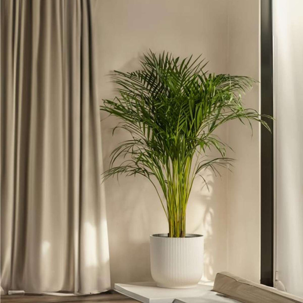 Howea Forsteriana - Kentiapalm