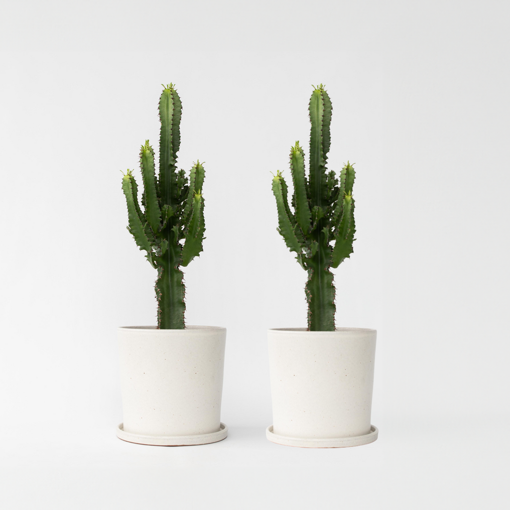 Euphorbia Eritrea - Set Van 2 - Cowboycactus
