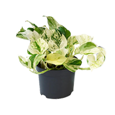 Pothos - Epipremnum aureum 'Happy Leaf' - Ø12cm - ↕15cm