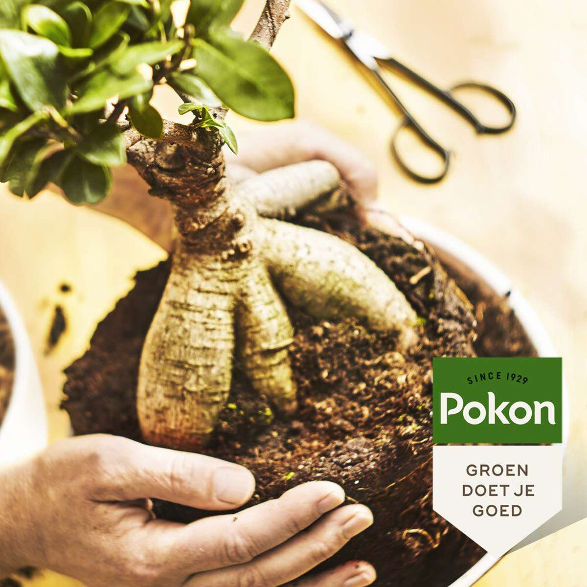 Pokon Vloeibare Bonsaivoeding - 250Ml