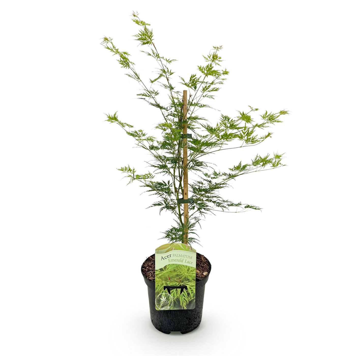 Japanse Esdoorn - Acer palmatum Emerald Lace - Ø19cm - ↕70cm