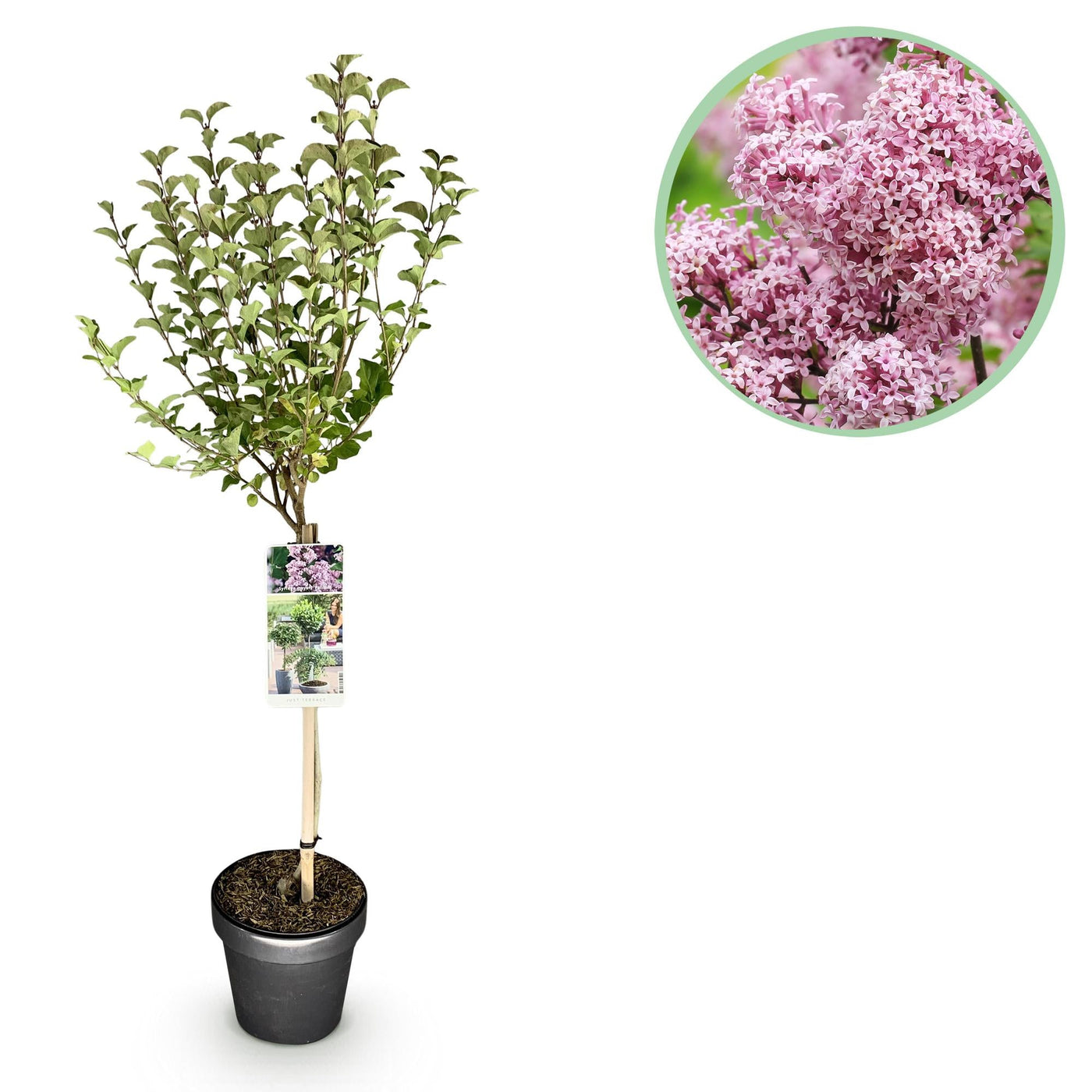 Sering op stam - Syringa meyeri Palibin - Ø19cm - ↕90cm