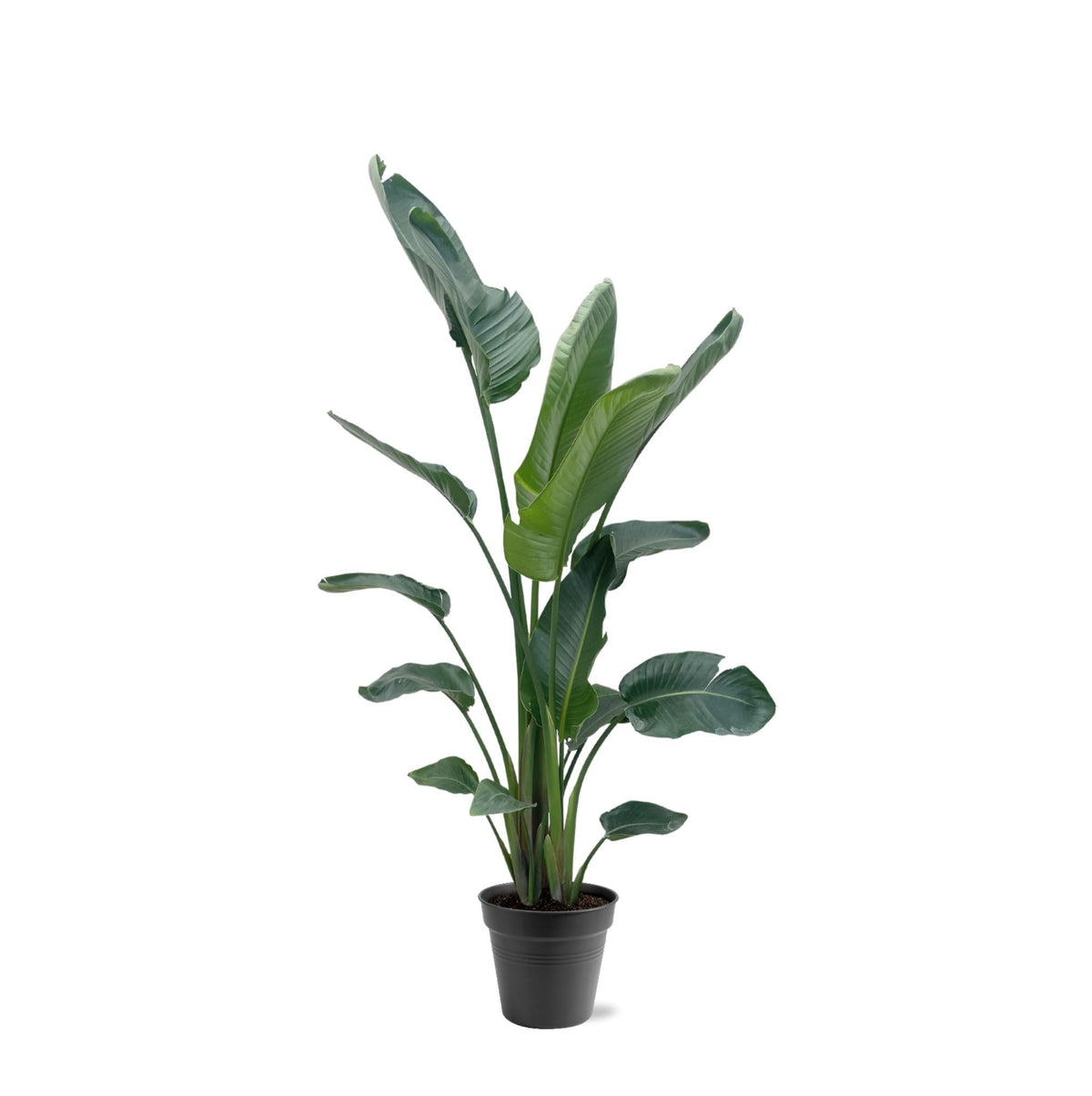 Witte paradijsvogelplant - Strelitzia nicolai - Ø34cm - ↕190-225cm