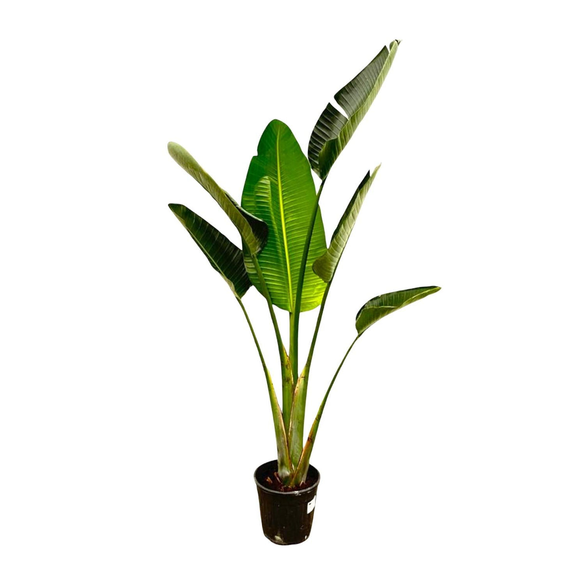 Witte paradijsvogelplant - Strelitzia augusta - Ø24cm - ↕180cm
