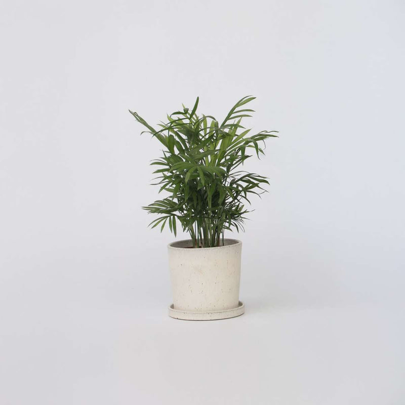 Chamaedorea Elegans - Dwergpalm