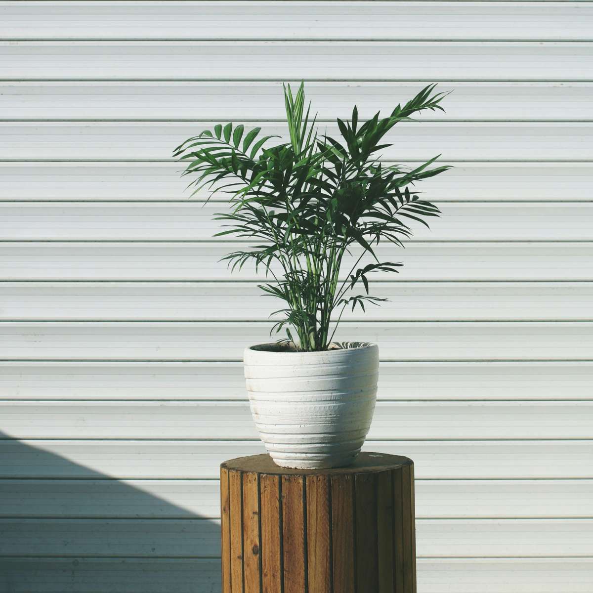 Chamaedorea Elegans - Dwergpalm