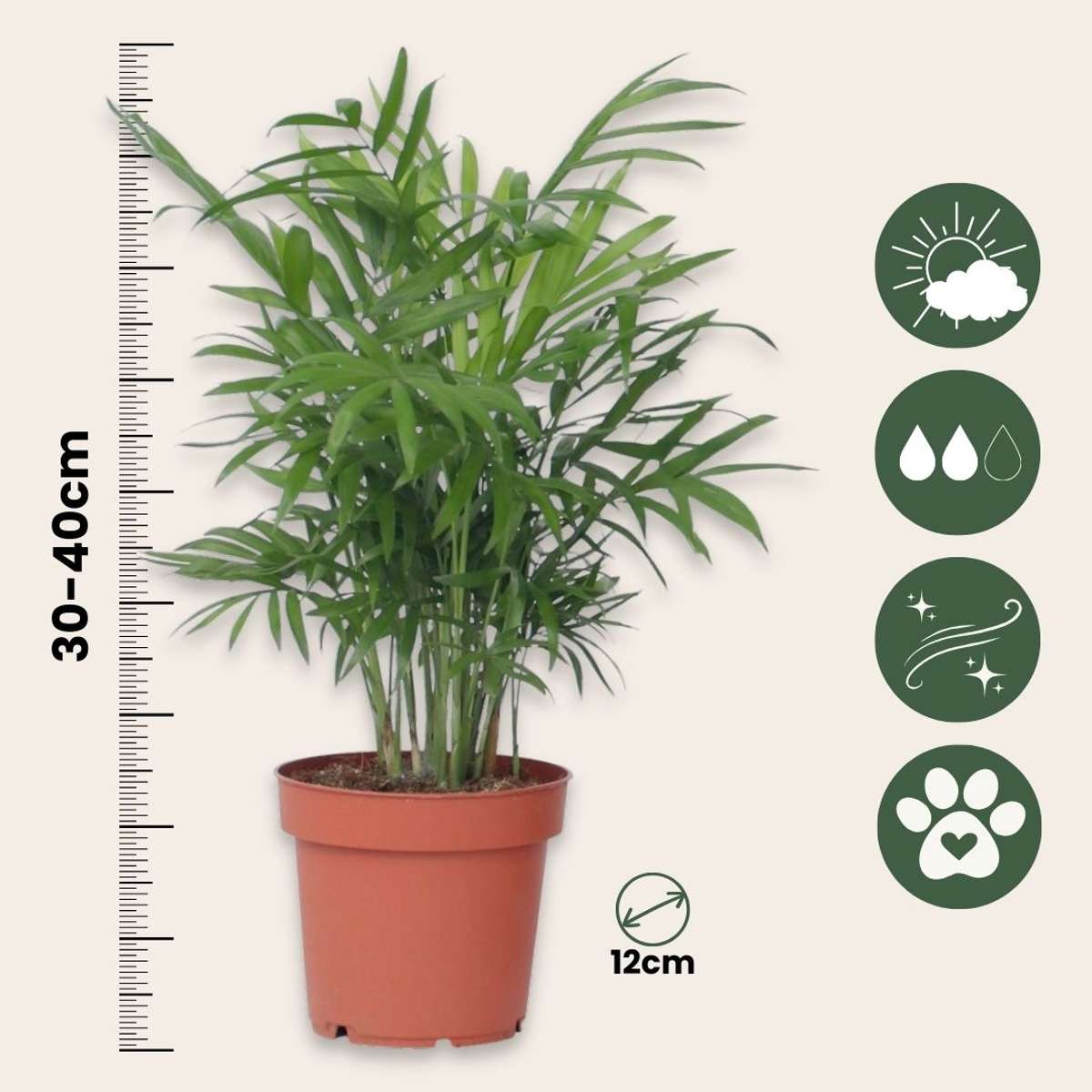 Chamaedorea Elegans - Dwergpalm
