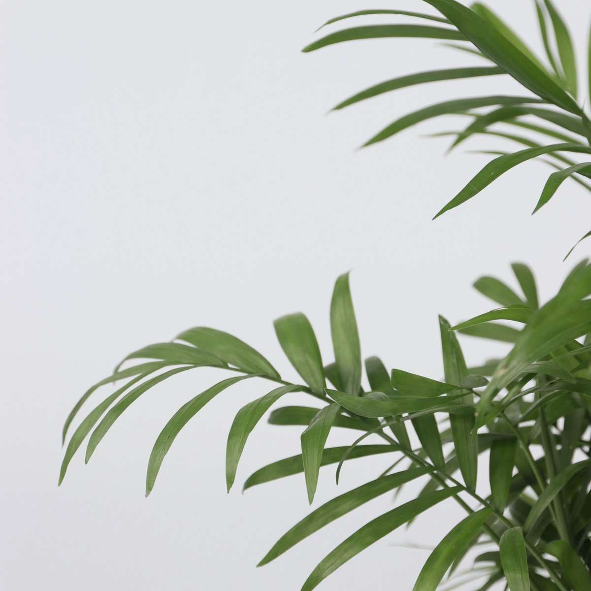Chamaedorea Elegans - Dwergpalm