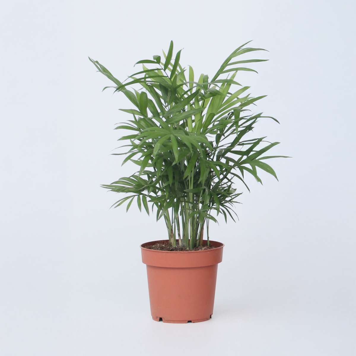 Chamaedorea Elegans - Dwergpalm