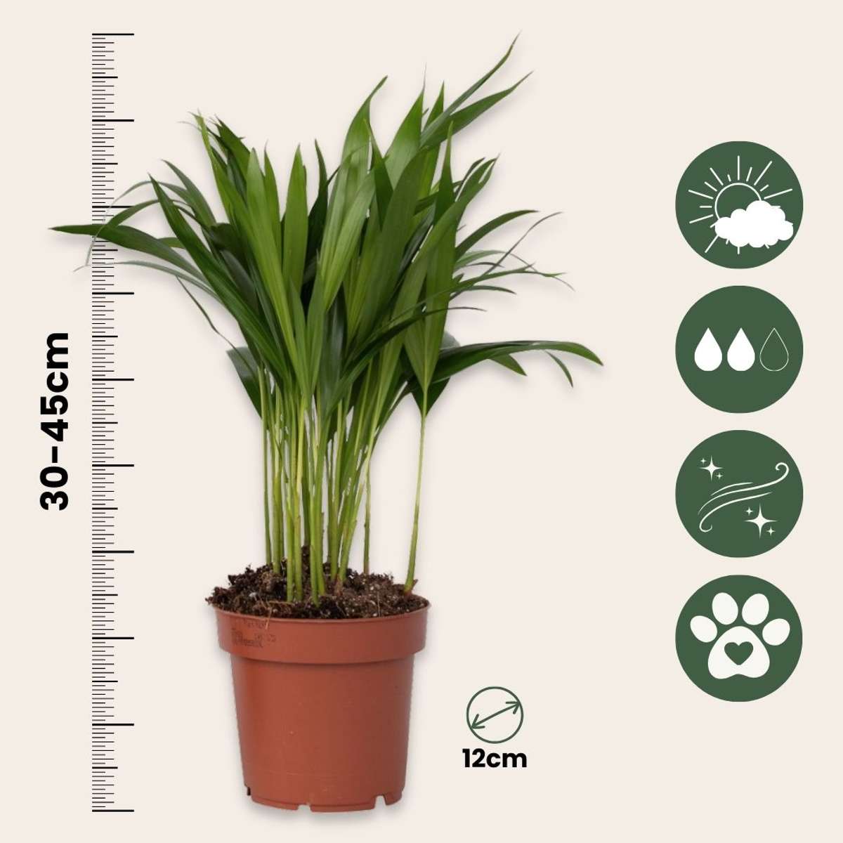 Dypsis Lutescens - Goudpalm