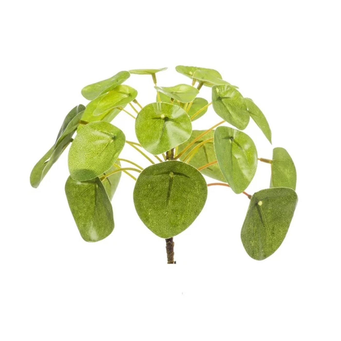 Pannenkoekplant - Pilea mini bush - ↕13cm