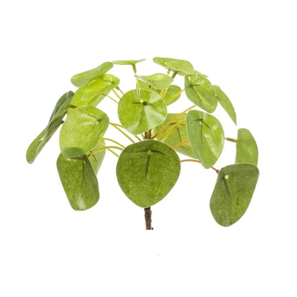Pannenkoekplant - Pilea mini bush - ↕13cm