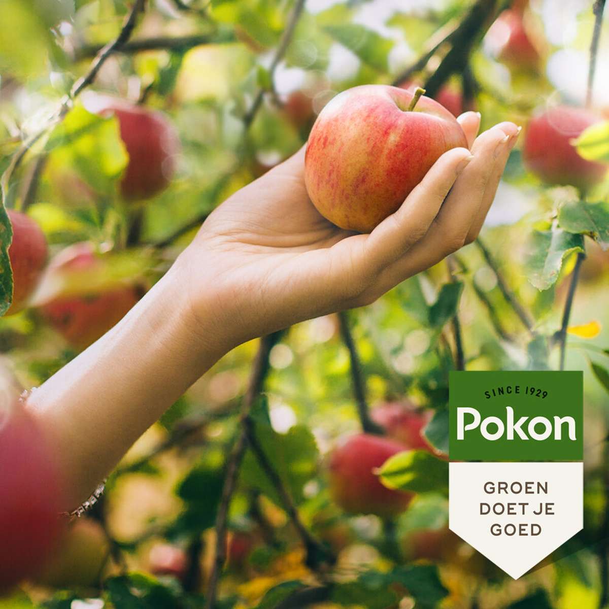 Pokon Bio Fruitbomenmest - 1Kg
