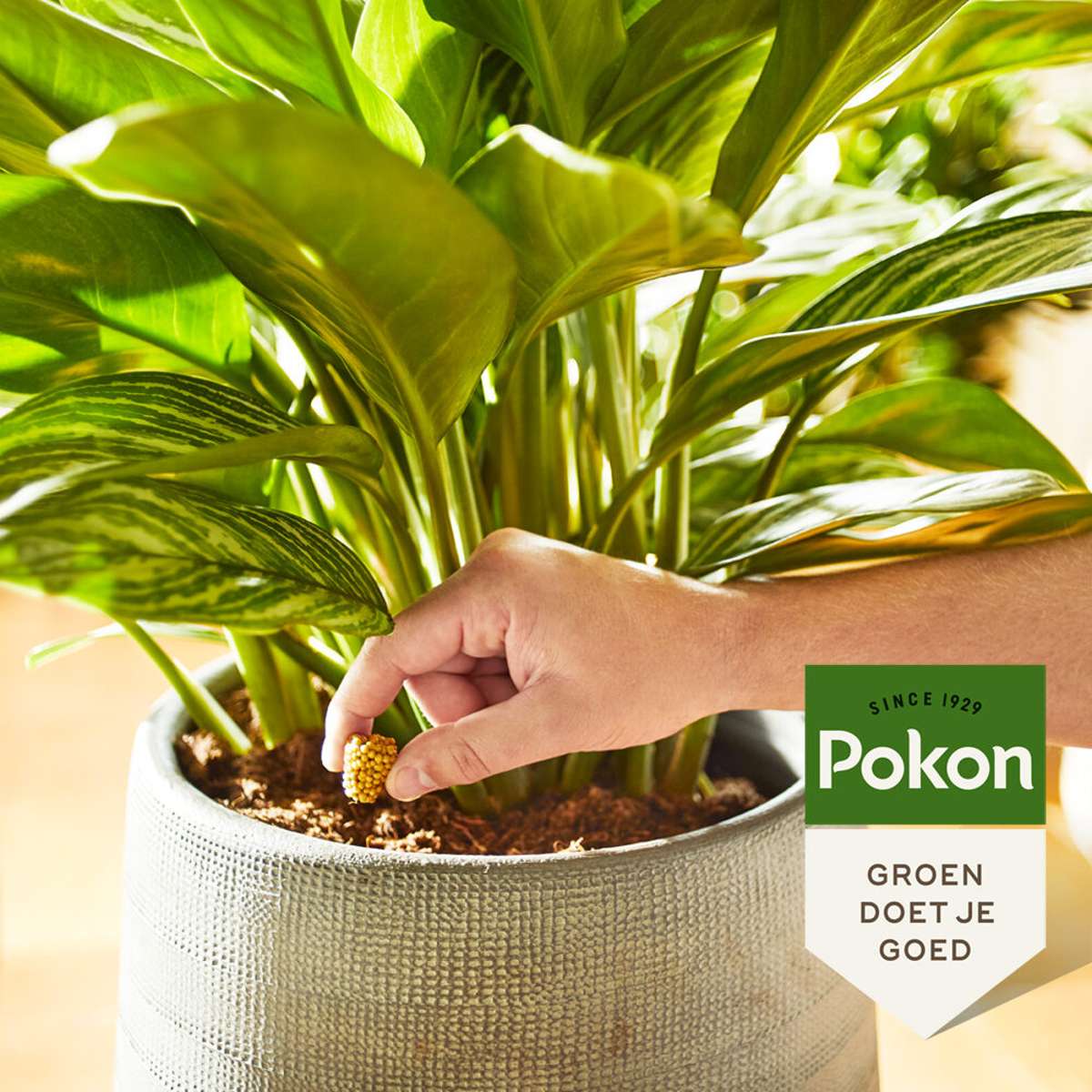 Pokon Voedingskegels Kamerplanten - 10 Kegels