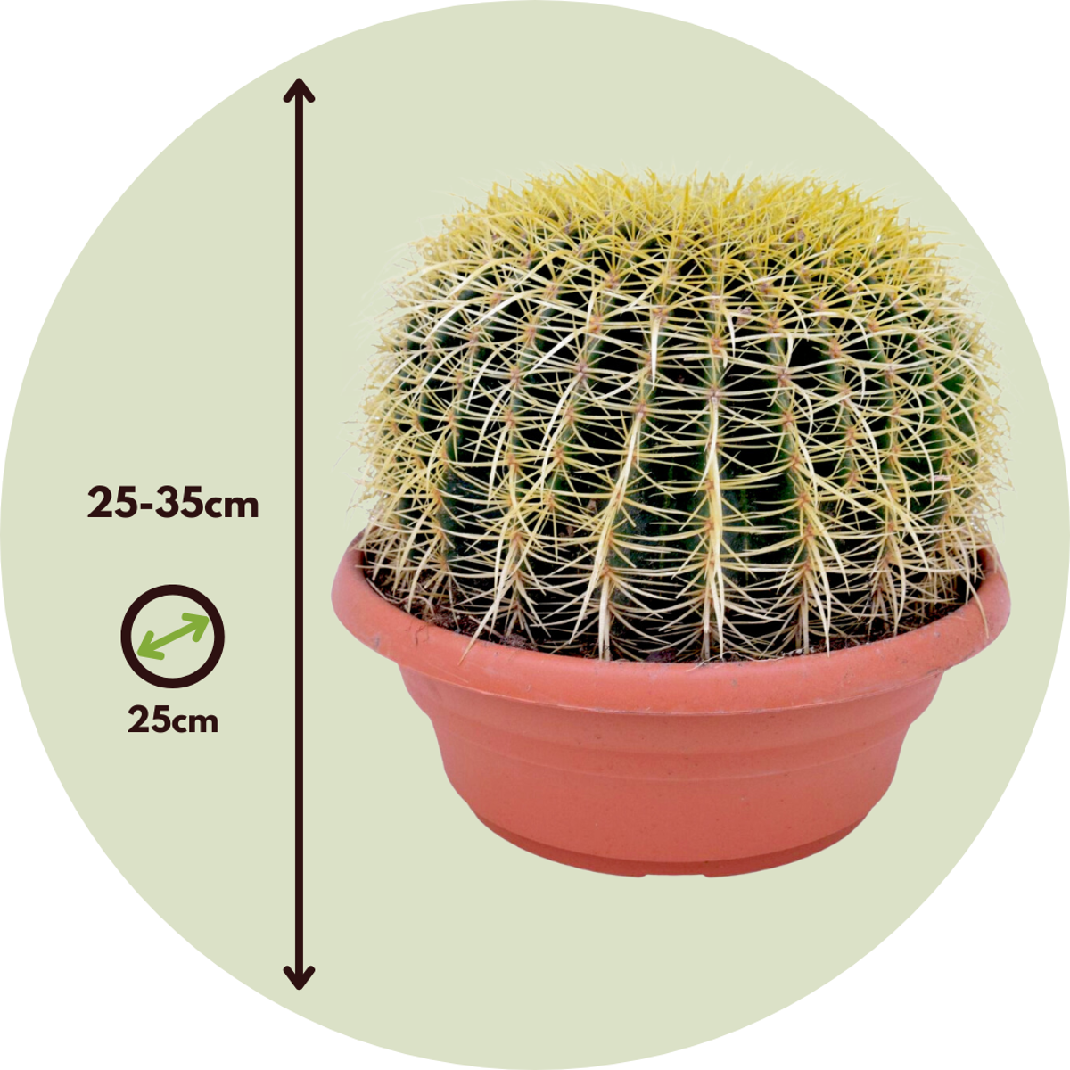 Echinocactus Grusonii - Cactus