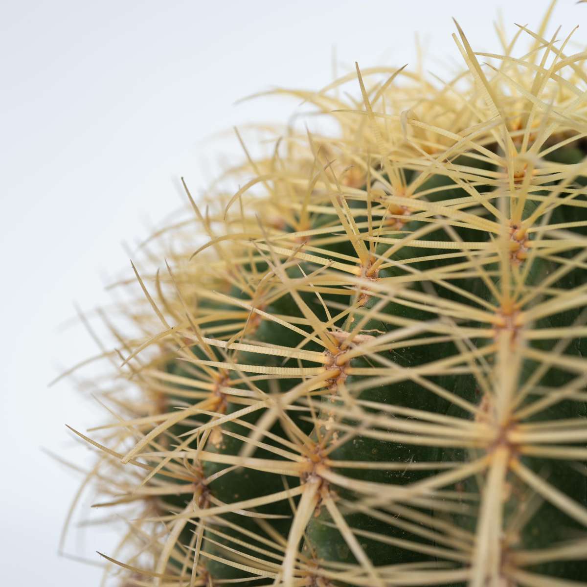 Echinocactus Grusonii - Cactus